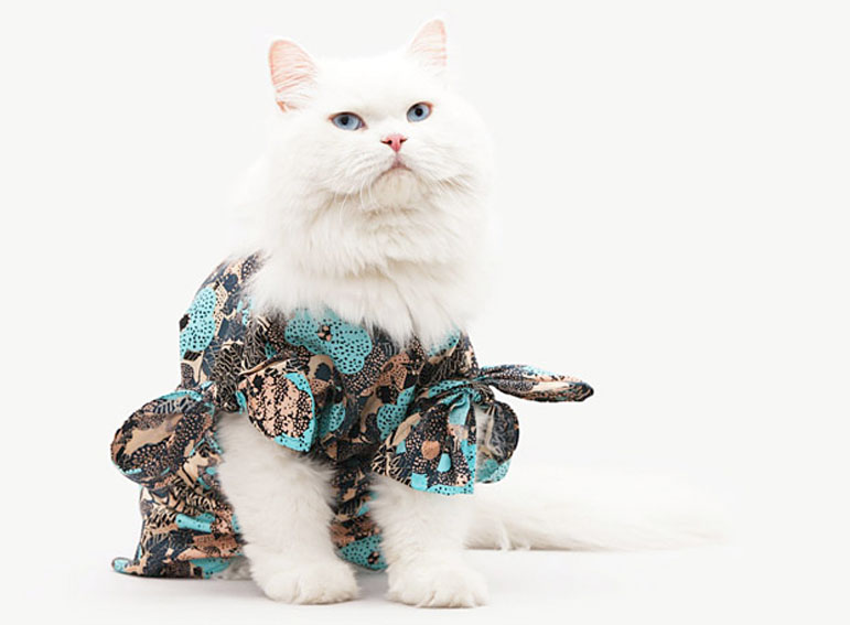 cat2