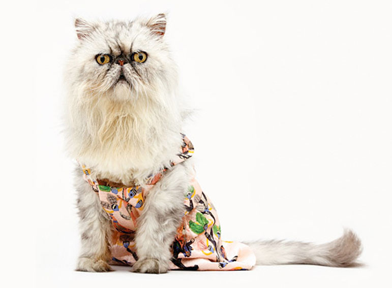 cat3