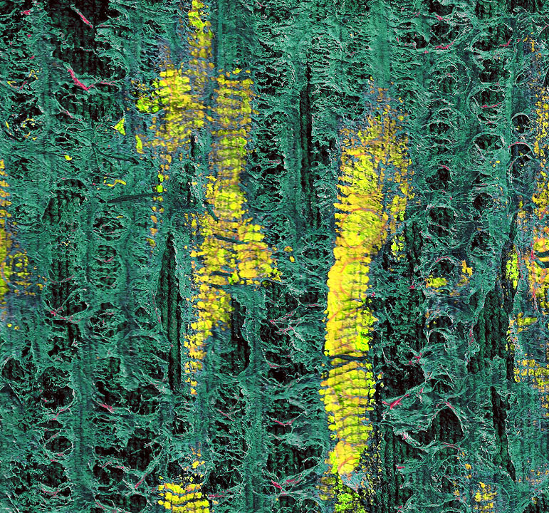 Galatea_2