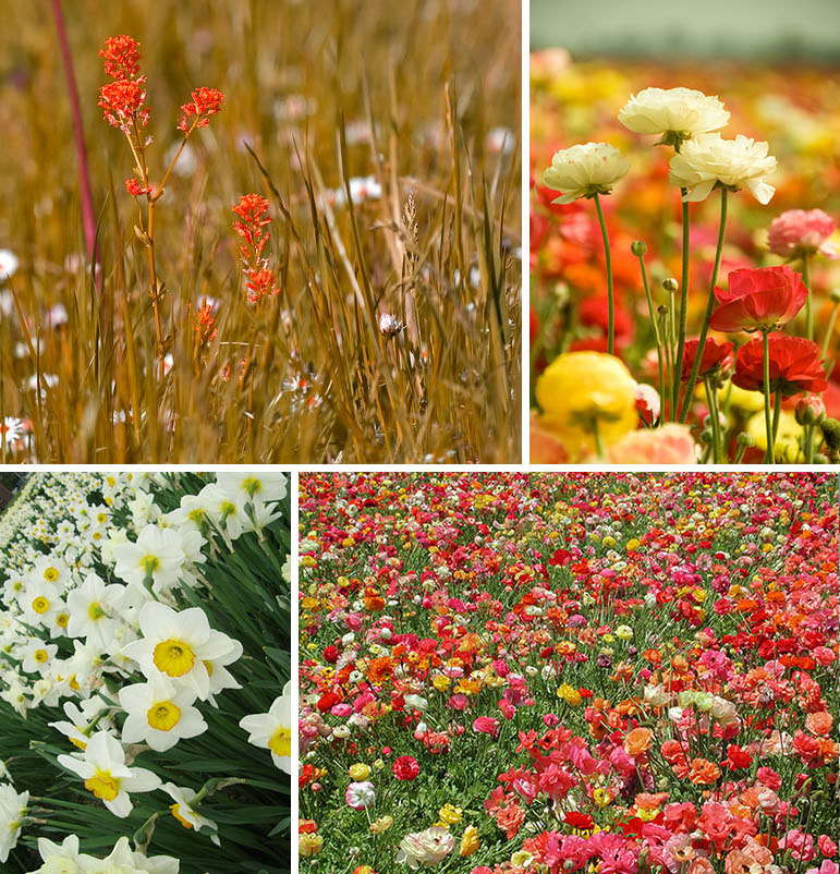 flowerfields2