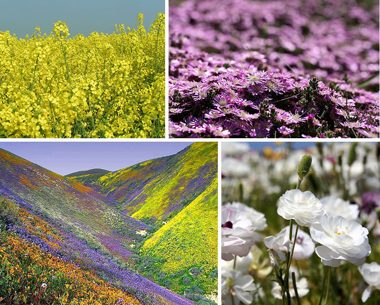 flowerfields3