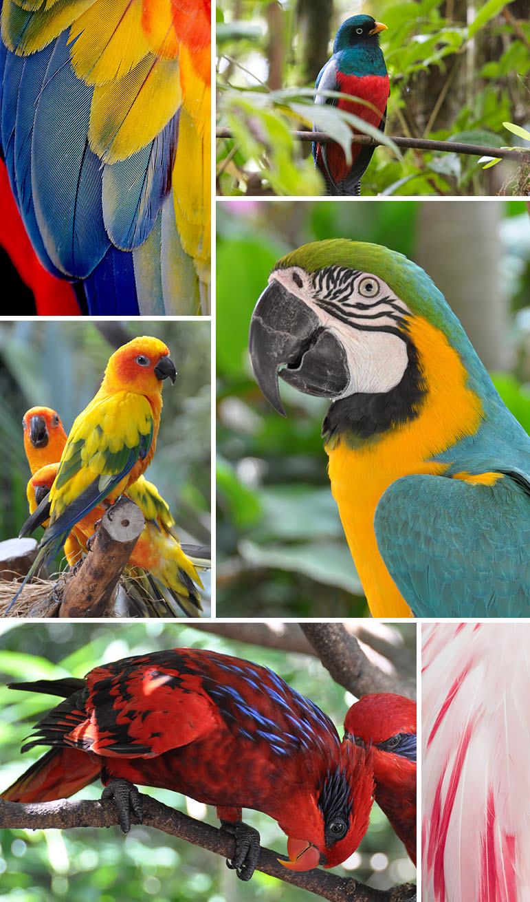 Tropical Birds