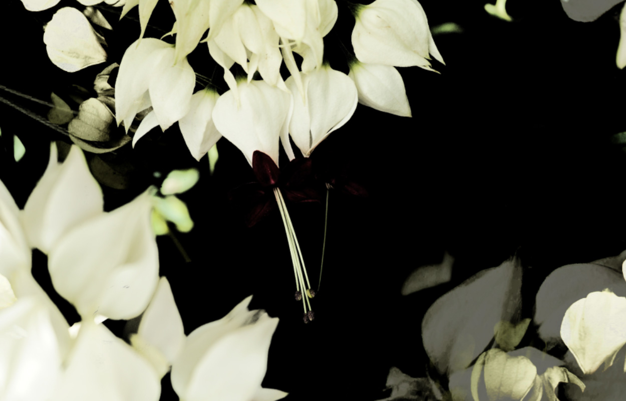wix08